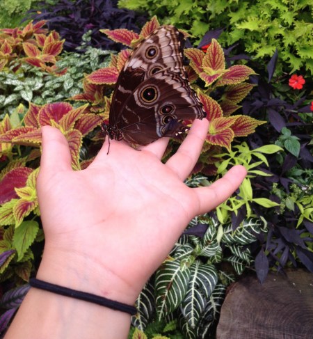 http://www.cincinnatiparks.com/butterflyshow